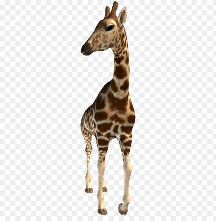Detail Giraffe Transparent Background Nomer 13