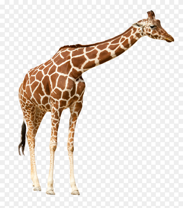 Detail Giraffe Transparent Background Nomer 16