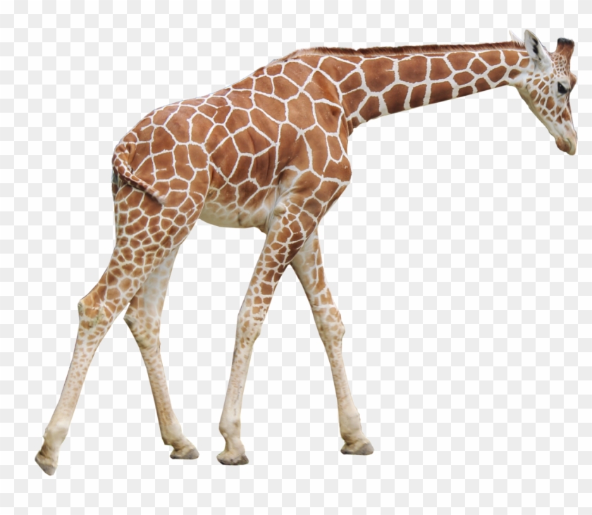 Detail Giraffe Transparent Background Nomer 17