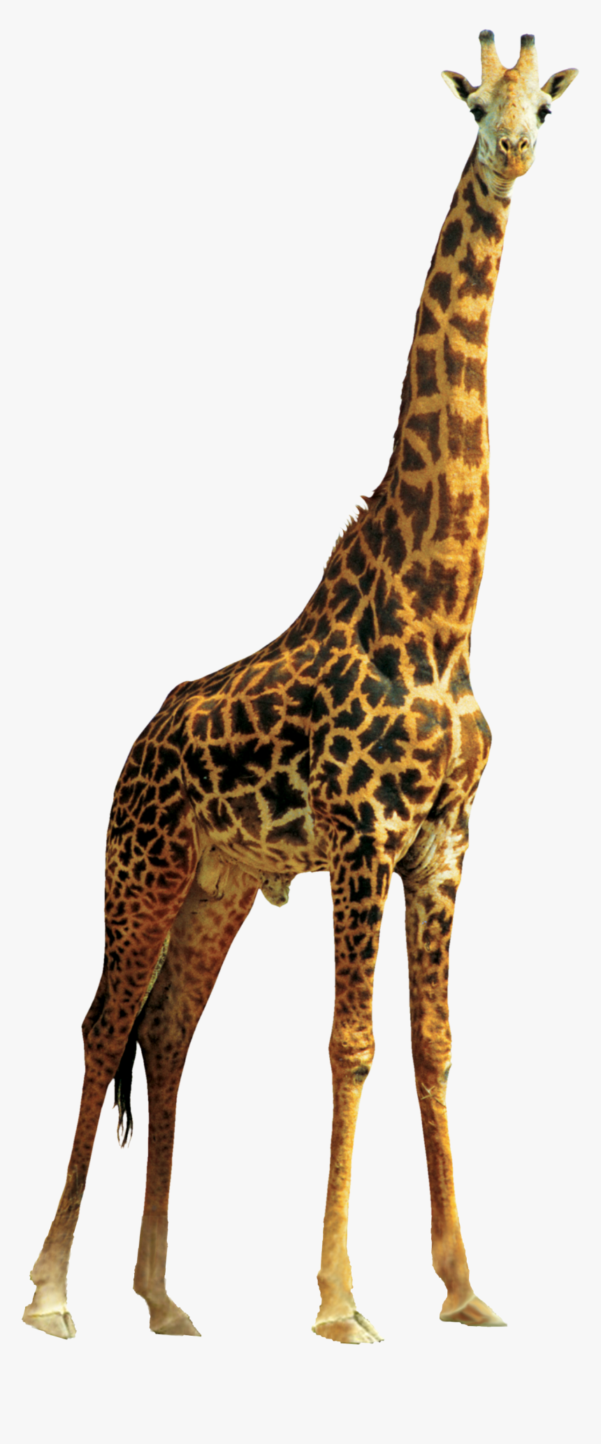 Detail Giraffe Transparent Background Nomer 19