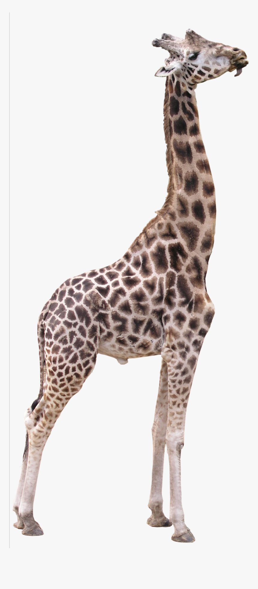 Detail Giraffe Transparent Background Nomer 20