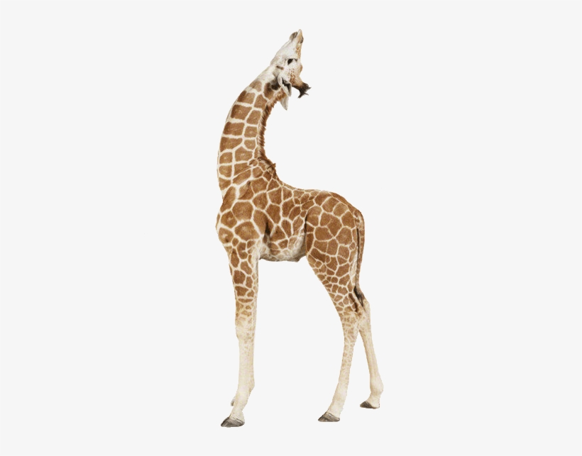 Detail Giraffe Transparent Background Nomer 21