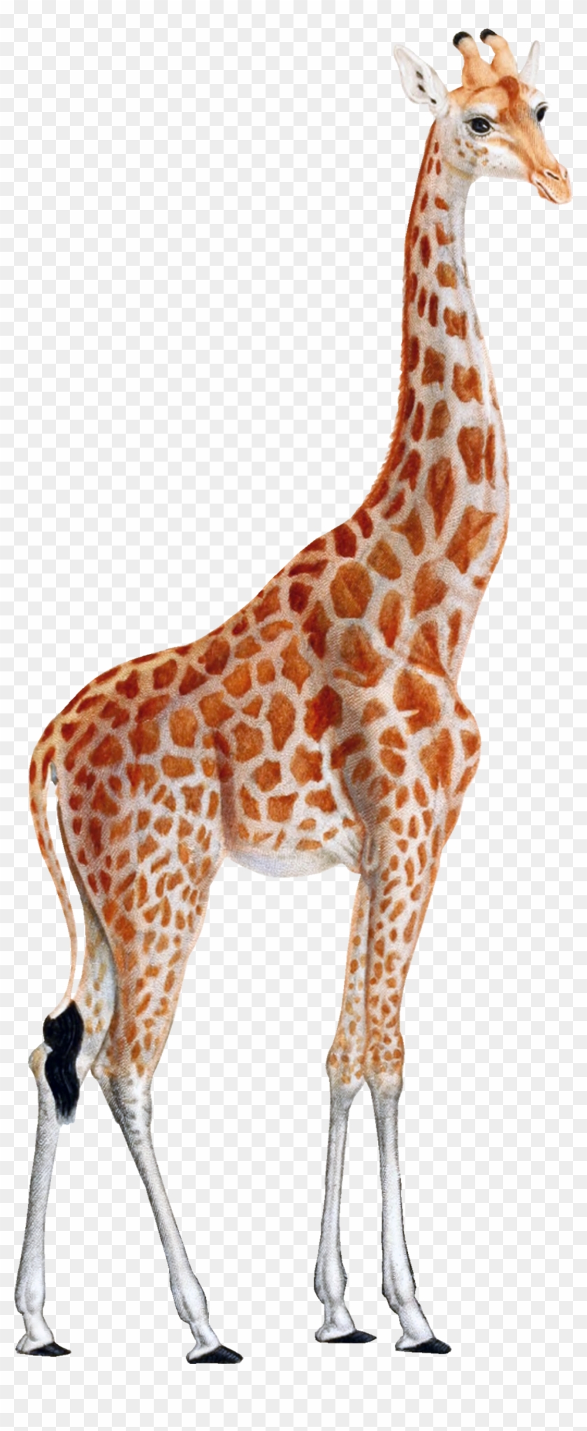Detail Giraffe Transparent Background Nomer 22