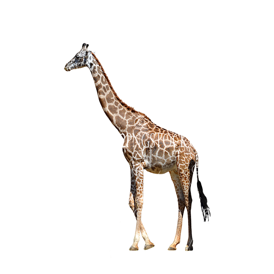 Detail Giraffe Transparent Background Nomer 24