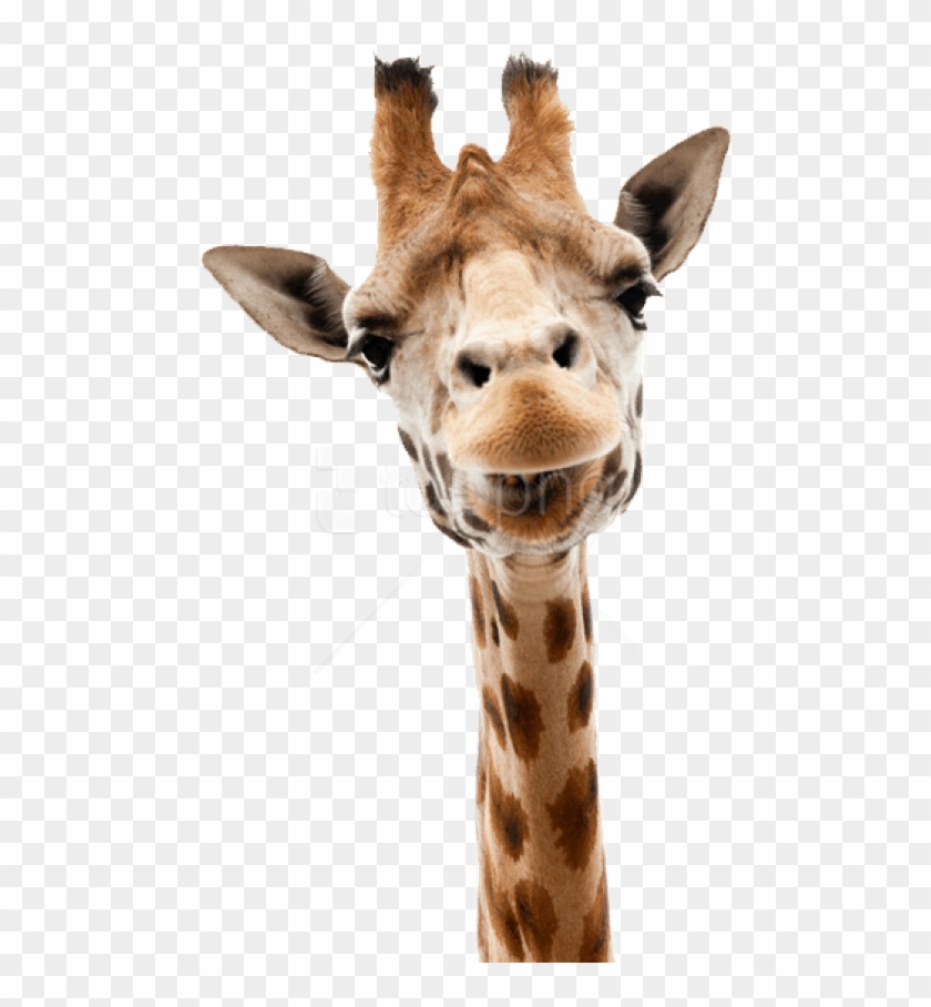 Detail Giraffe Transparent Background Nomer 25
