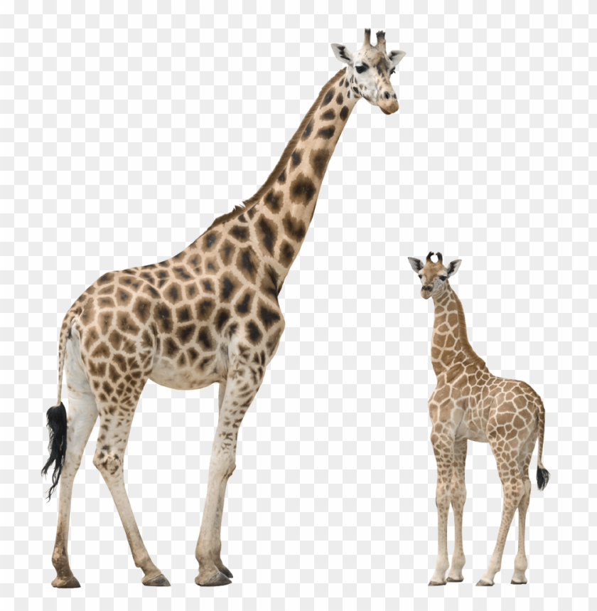 Detail Giraffe Transparent Background Nomer 28