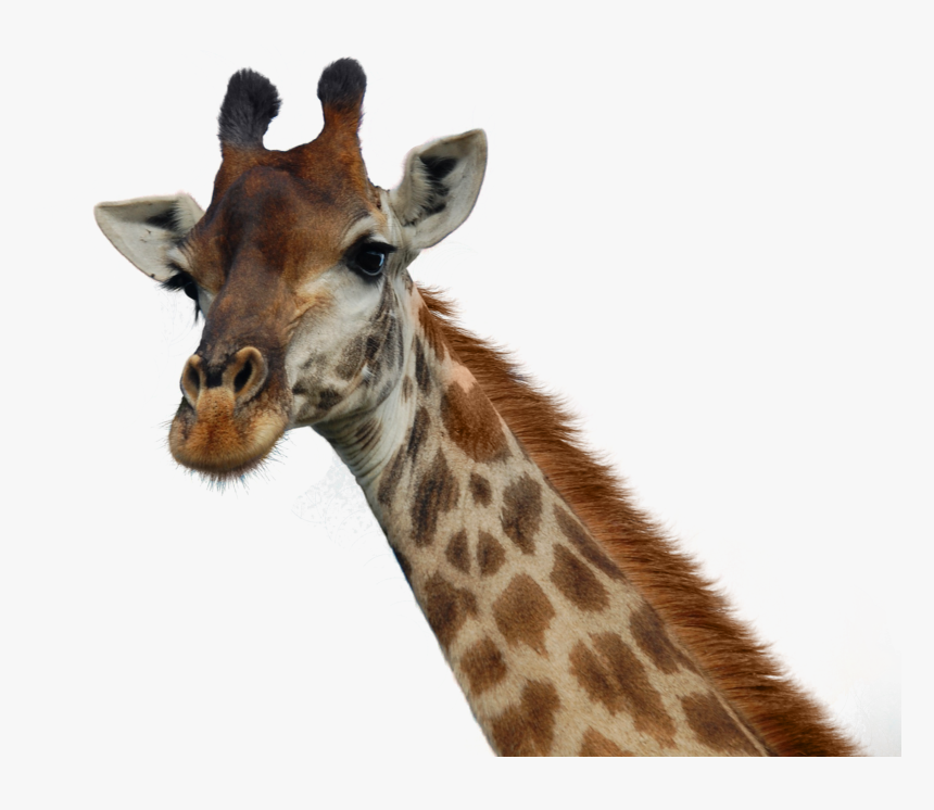 Detail Giraffe Transparent Background Nomer 29