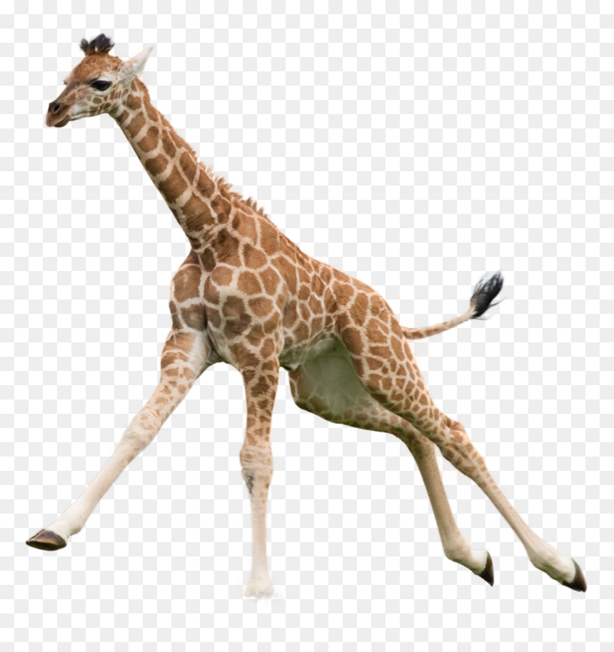 Detail Giraffe Transparent Background Nomer 30