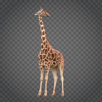 Detail Giraffe Transparent Background Nomer 31