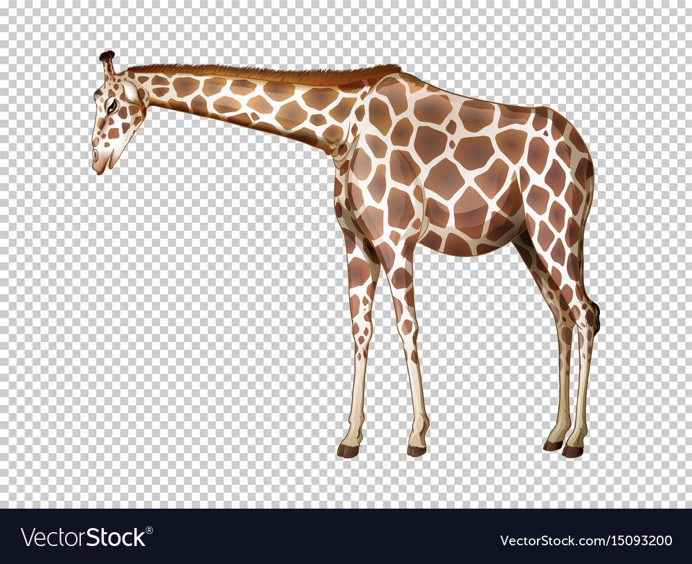 Detail Giraffe Transparent Background Nomer 32