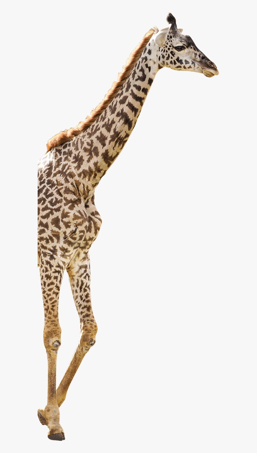 Detail Giraffe Transparent Background Nomer 33