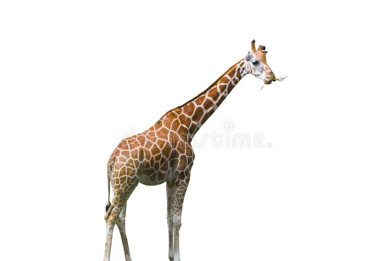 Detail Giraffe Transparent Background Nomer 34