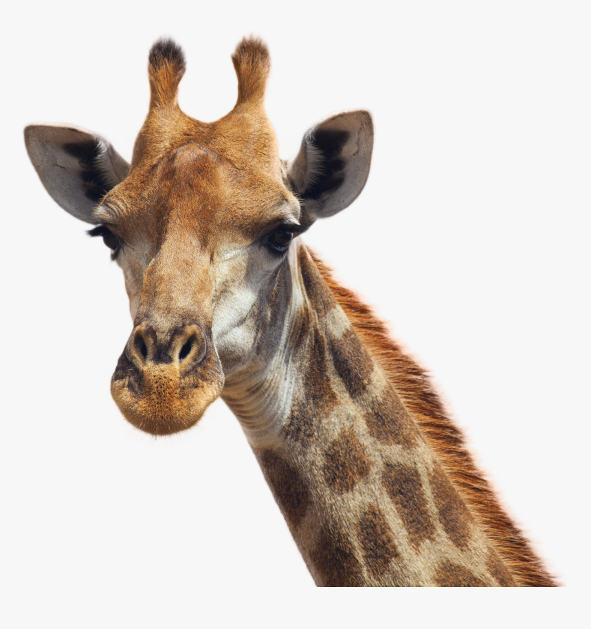 Detail Giraffe Transparent Background Nomer 35