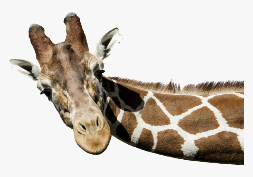 Detail Giraffe Transparent Background Nomer 38