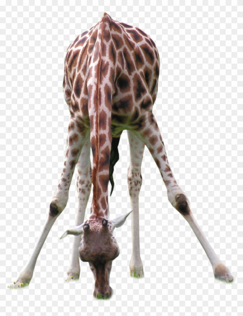 Detail Giraffe Transparent Background Nomer 42