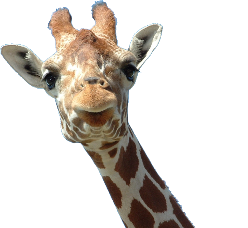 Detail Giraffe Transparent Background Nomer 44