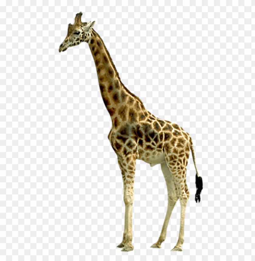 Detail Giraffe Transparent Background Nomer 6