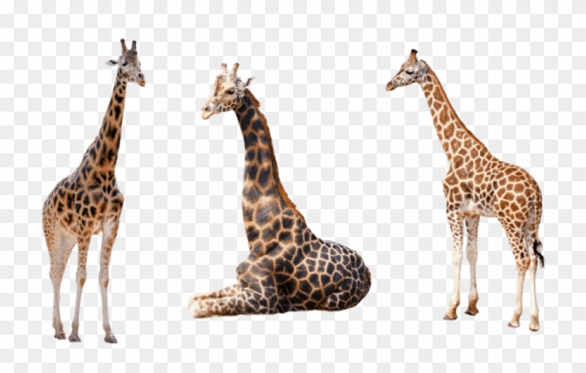 Detail Giraffe Transparent Background Nomer 48