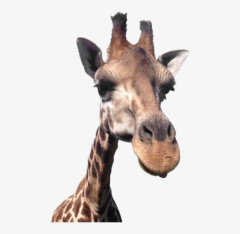 Detail Giraffe Transparent Background Nomer 52