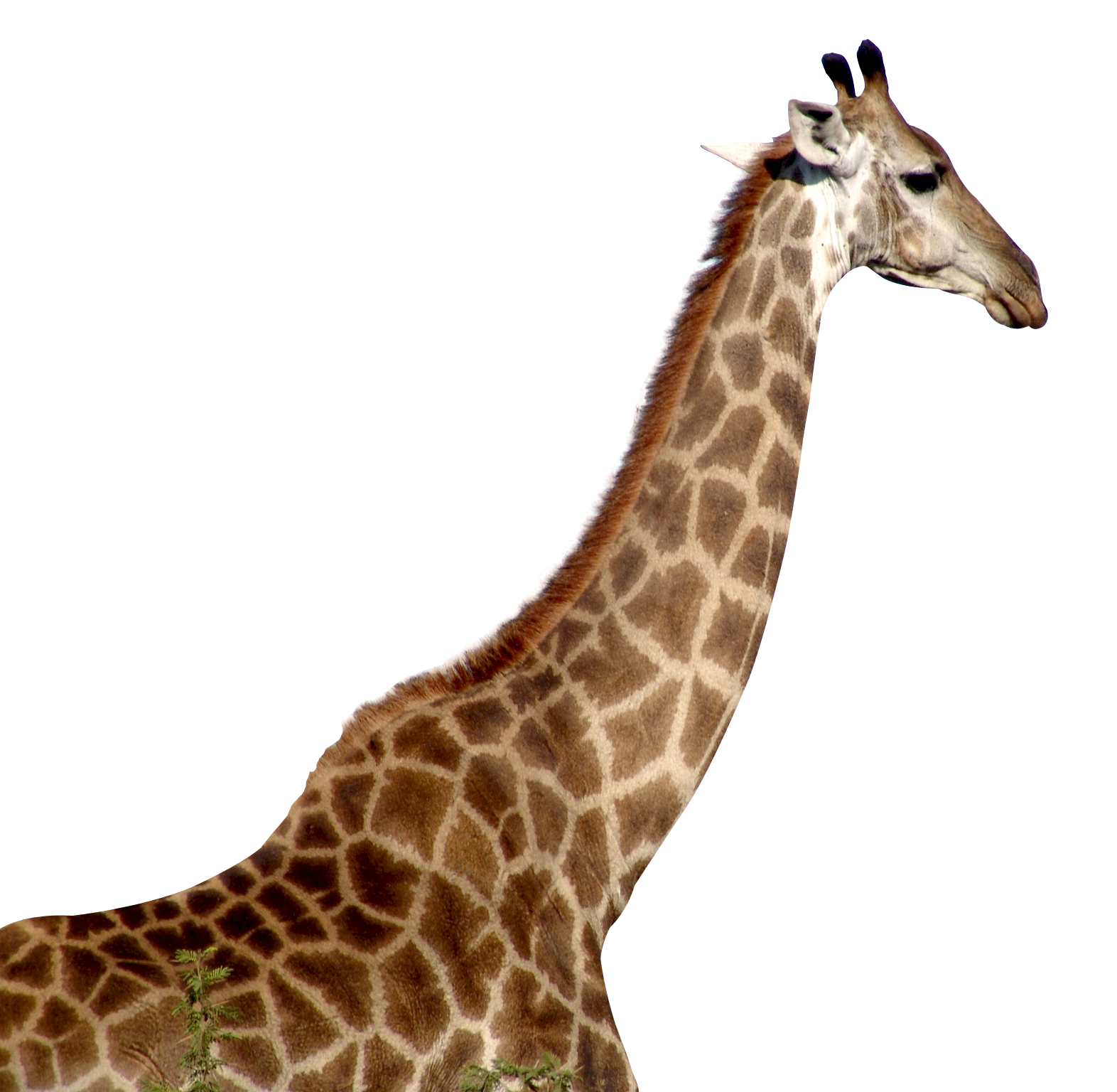 Detail Giraffe Transparent Background Nomer 7