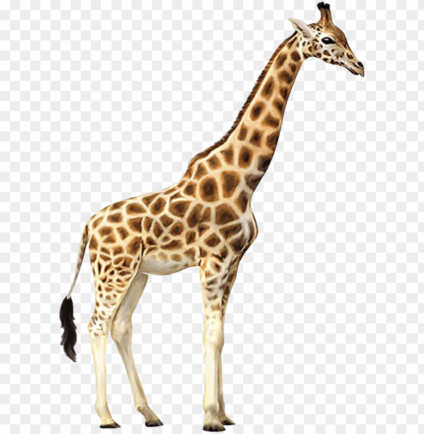 Detail Giraffe Transparent Background Nomer 8