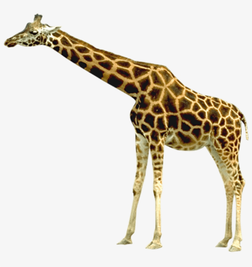 Detail Giraffe Transparent Background Nomer 9