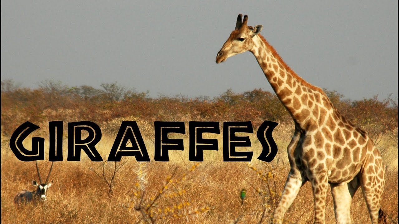 Detail Giraffes Images Nomer 55