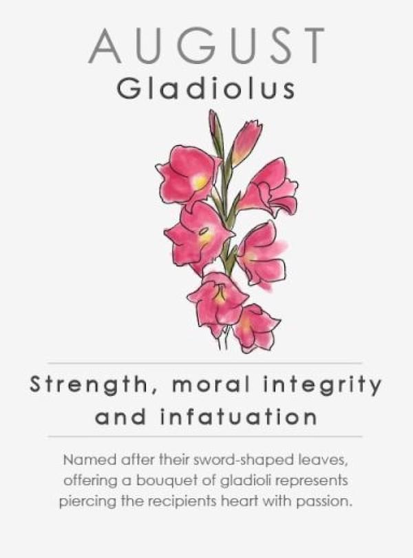 Detail Gladiolus Flower Quotes Nomer 49