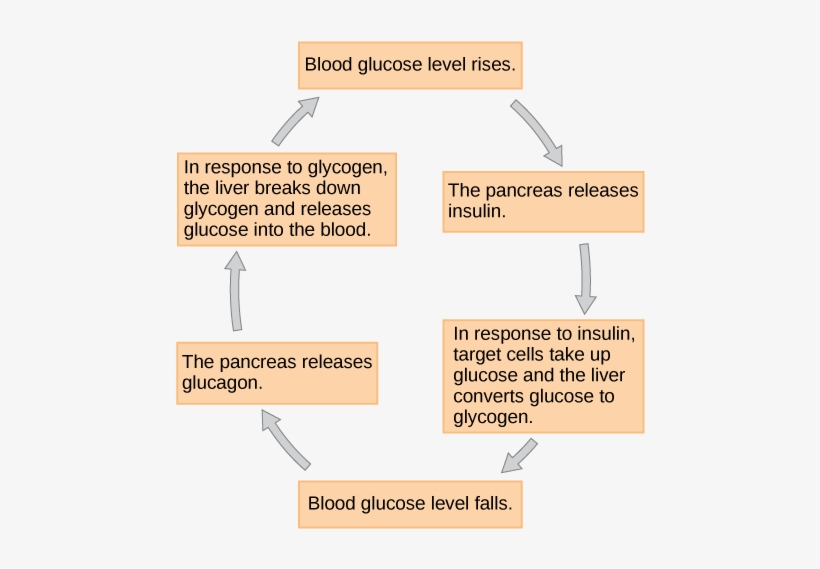 Detail Glucose Png Nomer 39
