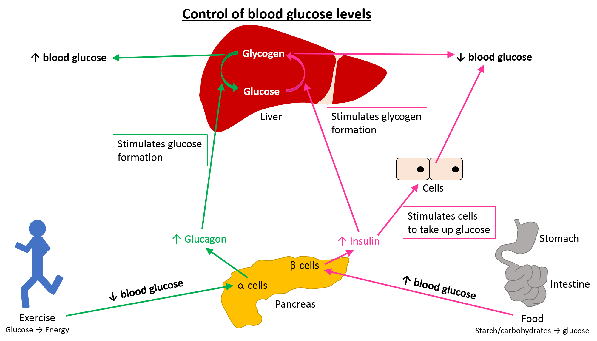 Detail Glucose Png Nomer 41