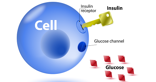 Detail Glucose Png Nomer 42