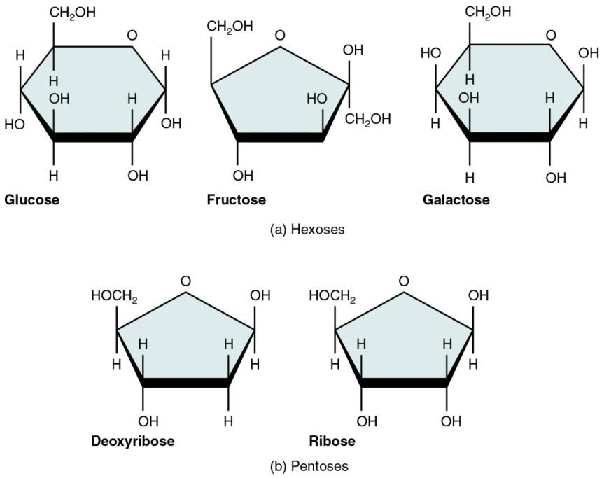 Detail Glucose Png Nomer 49