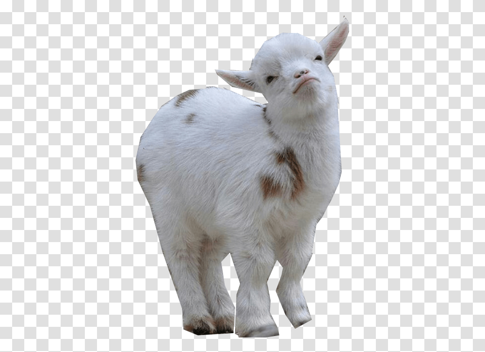 Detail Goat Download Nomer 23