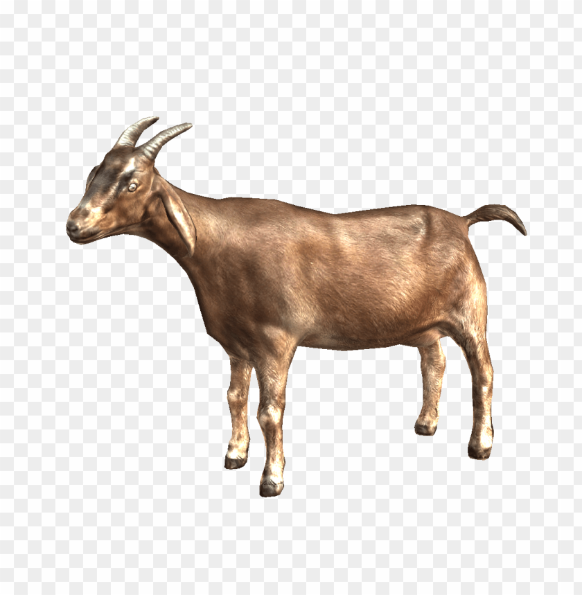 Detail Goat Download Nomer 9