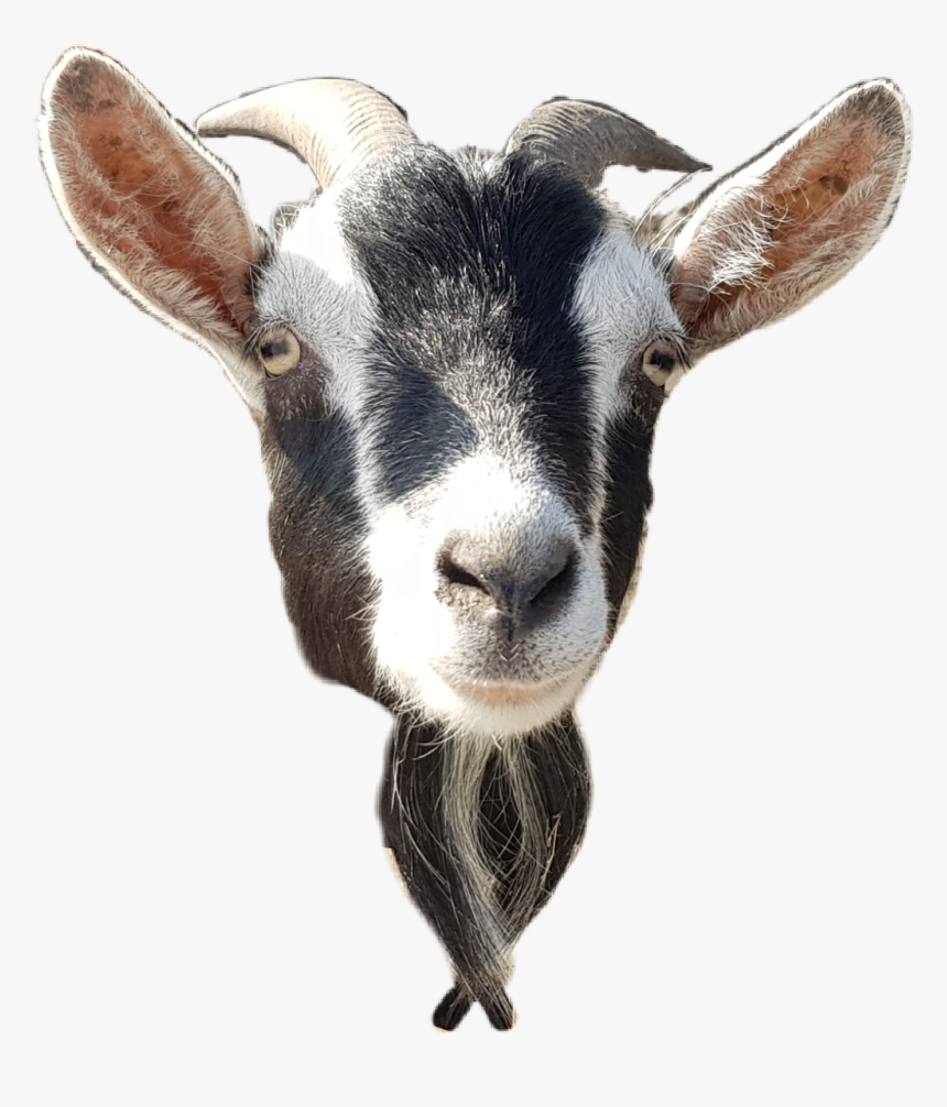 Goat Head Png - KibrisPDR