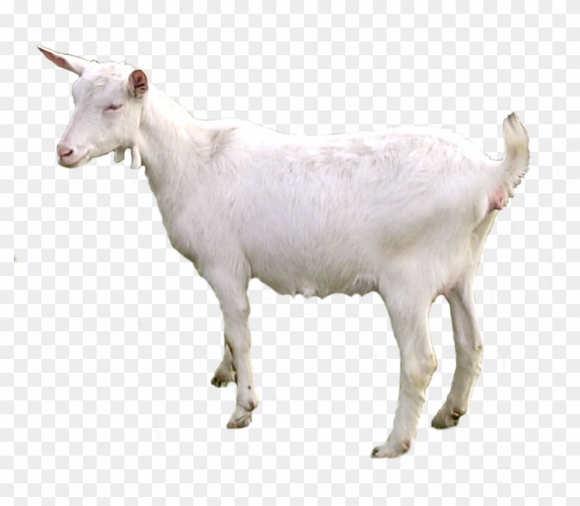 Detail Goat No Background Nomer 3