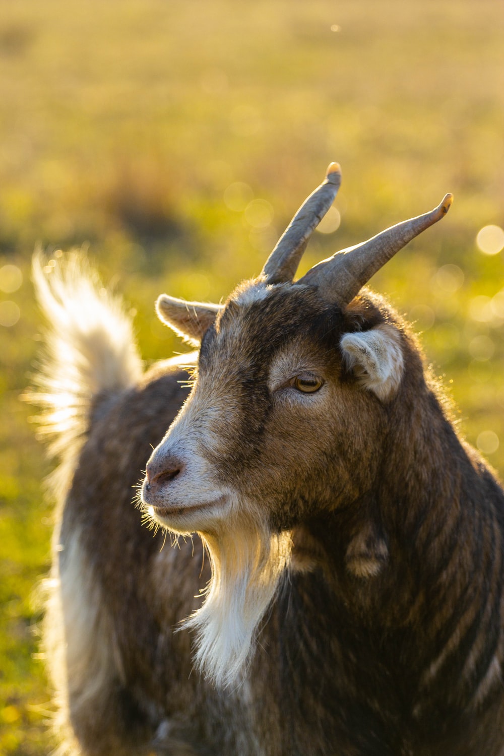 Detail Goat Picture Download Nomer 2