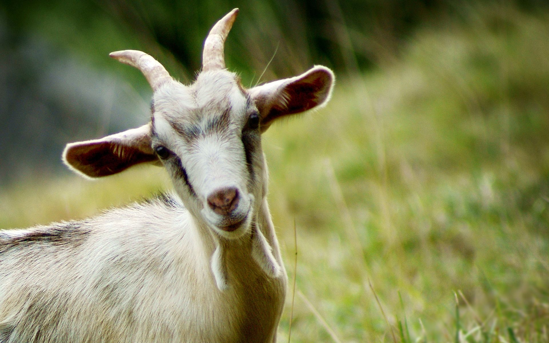 Detail Goat Picture Download Nomer 16