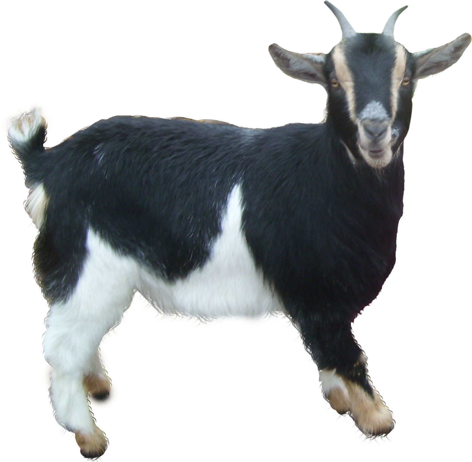 Detail Goat Picture Download Nomer 26