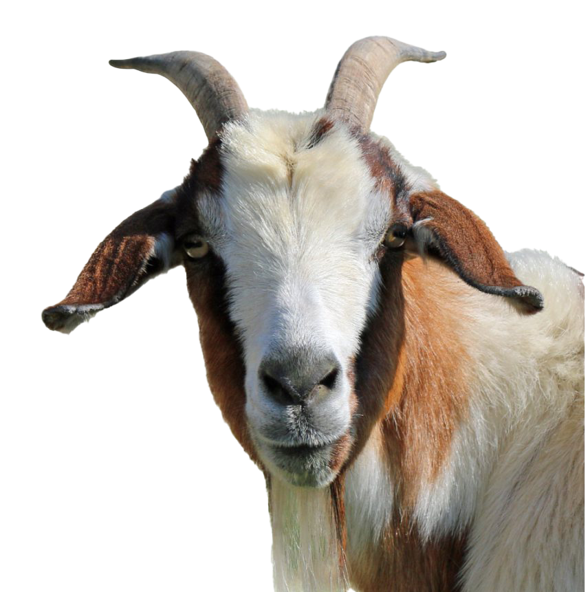 Detail Goat Picture Download Nomer 30