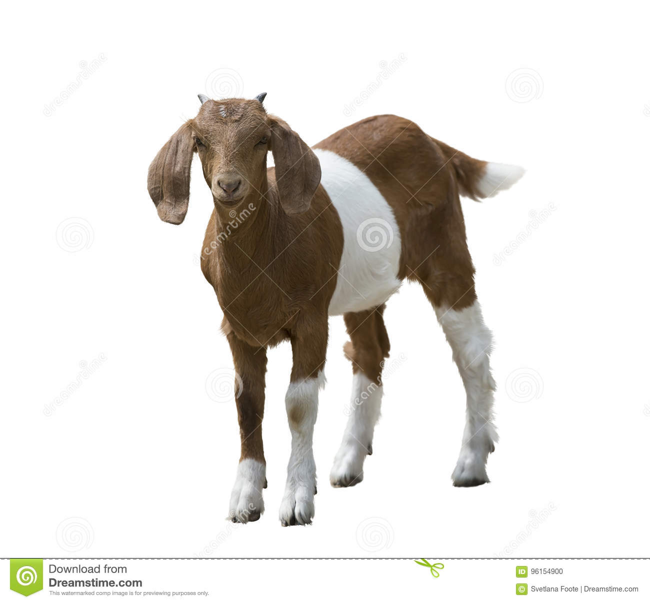Detail Goat Picture Download Nomer 35