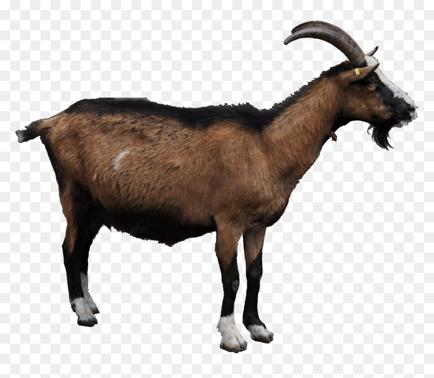 Detail Goat Picture Download Nomer 36