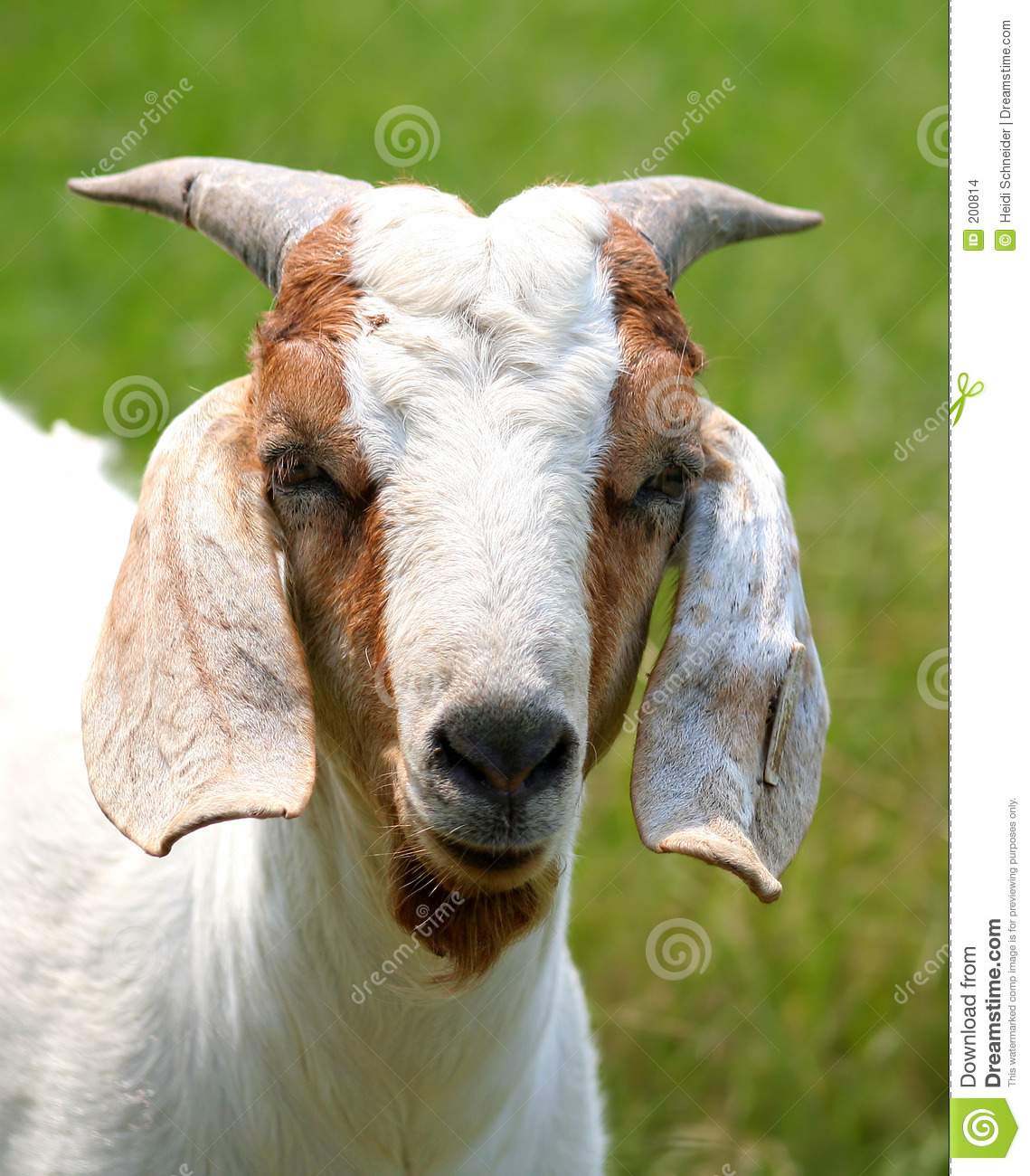 Detail Goat Picture Download Nomer 37