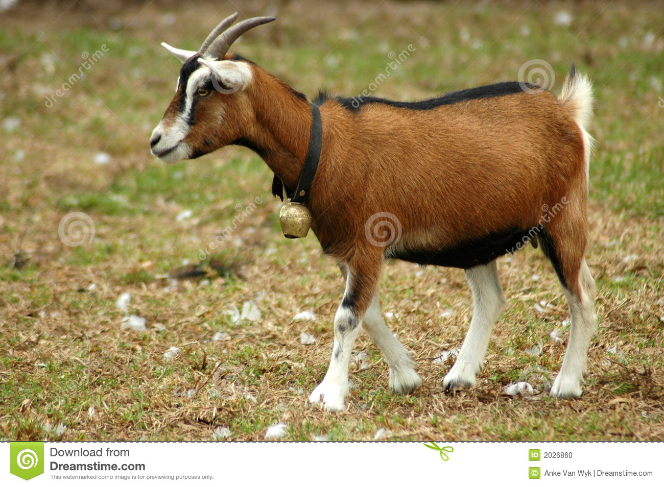 Detail Goat Picture Download Nomer 5