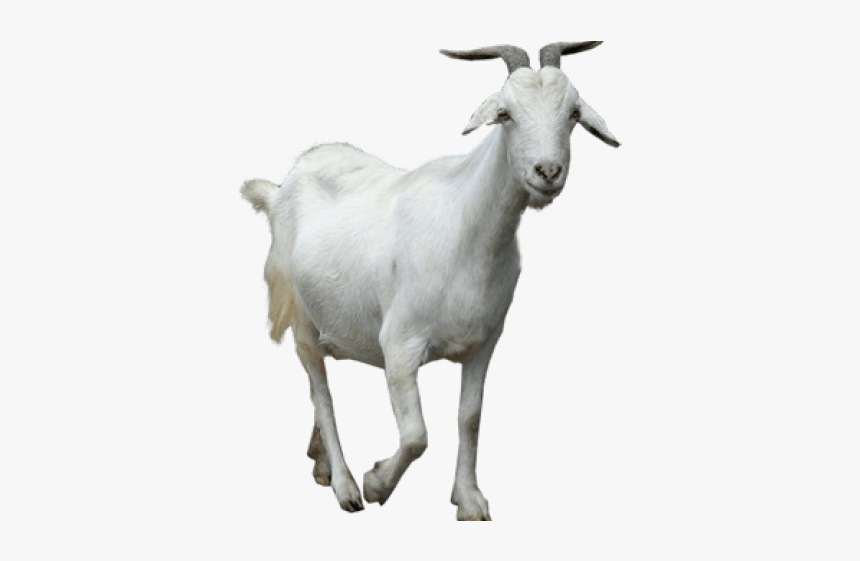 Detail Goat Picture Download Nomer 40