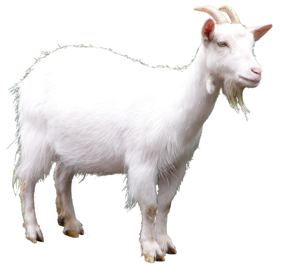 Detail Goat Picture Download Nomer 43