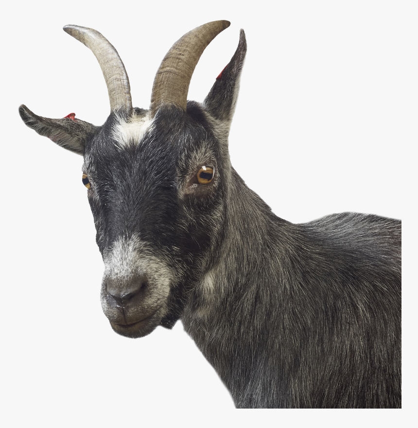 Detail Goat Picture Download Nomer 47