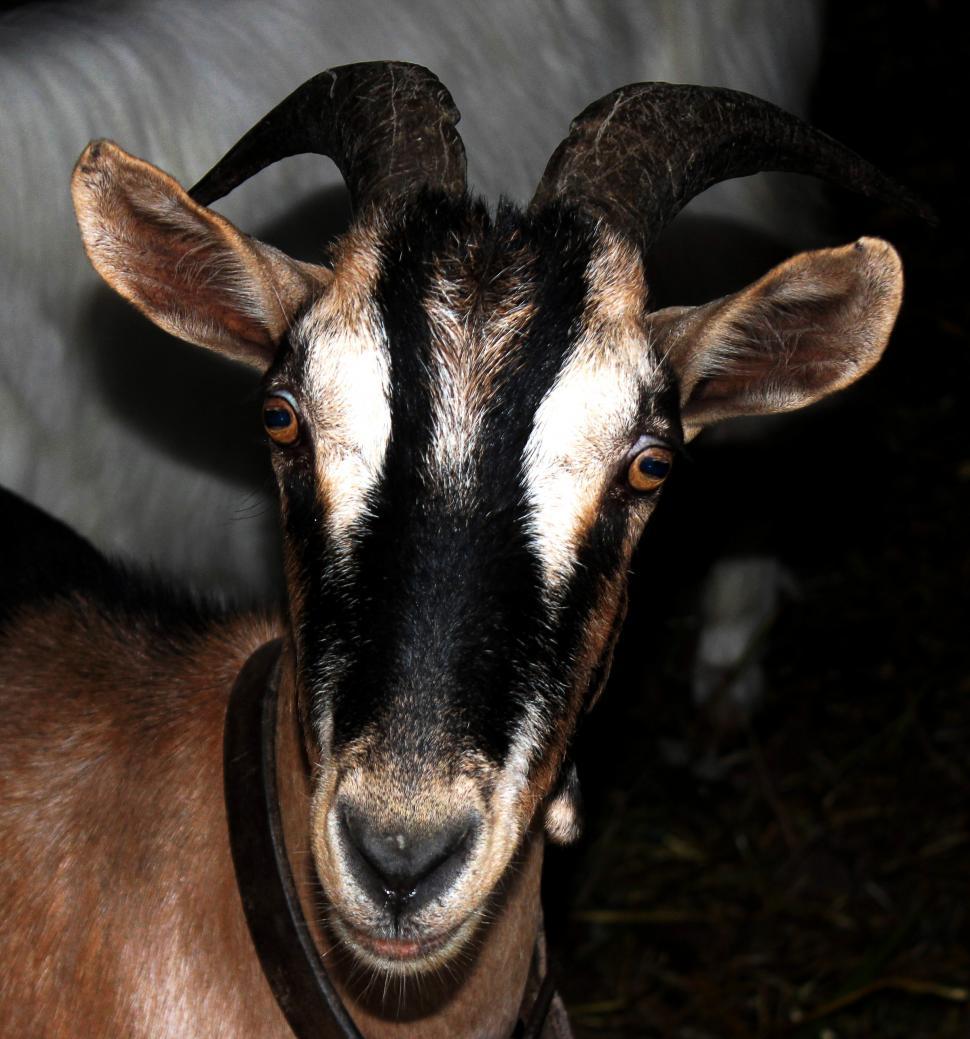 Detail Goat Picture Download Nomer 54