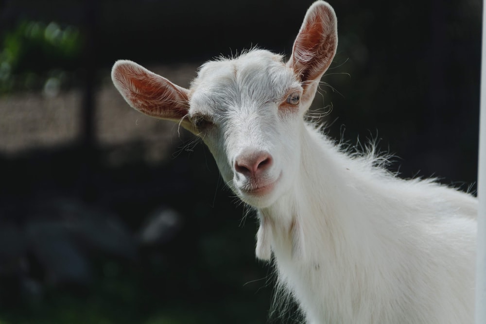Detail Goat Picture Download Nomer 8