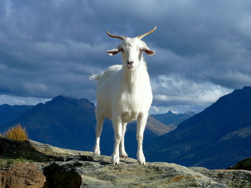 Goat Pictures Free - KibrisPDR